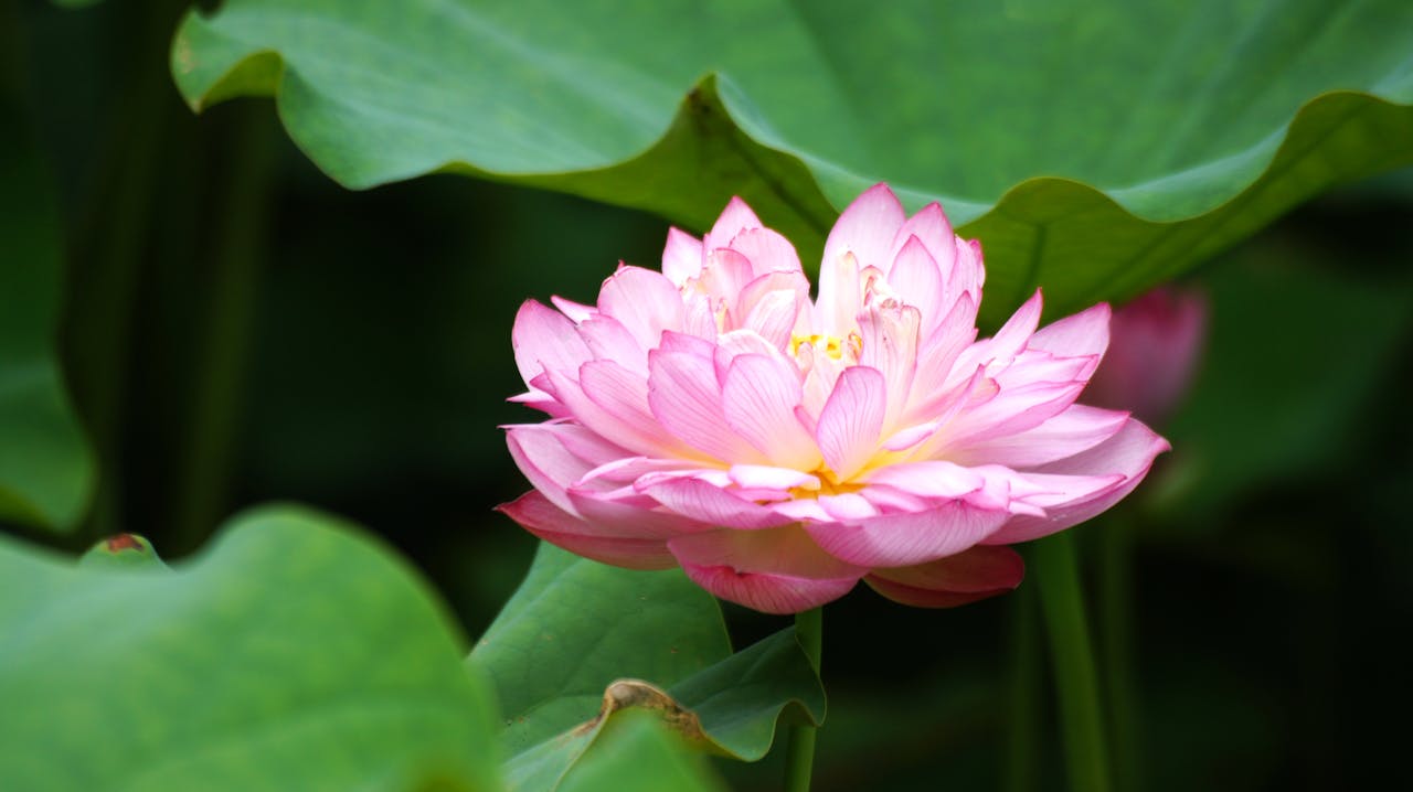 Close-up of a pink lotus flower blooming amidst lush green leaves on a summer day.
