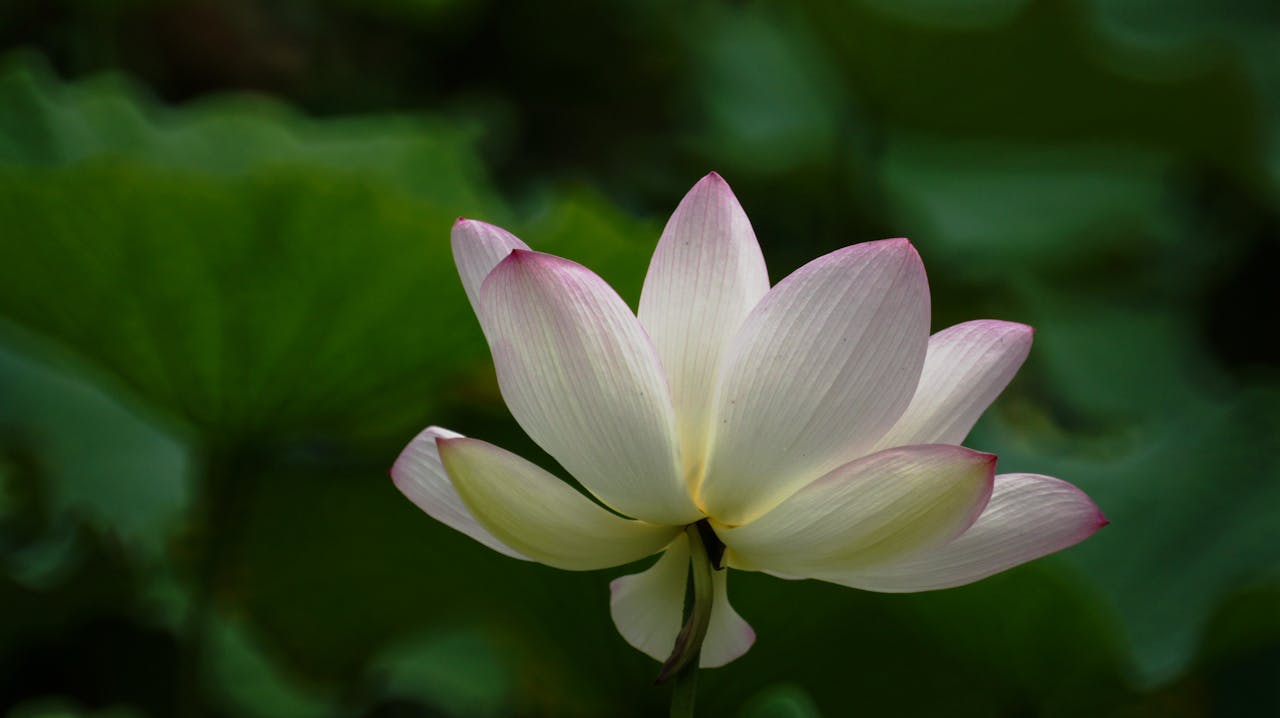 Close-up of a pink lotus flower blooming with lush green leaves in the background.